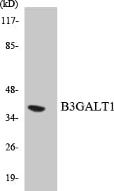 B3GALT1 Antibody (aa48-97)