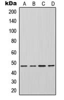 INHBA / Inhibin Beta A Antibody (Internal)