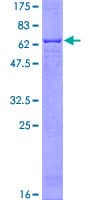 Human PPP1CA / PP1-Alpha Protein (Recombinant GST)