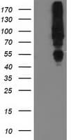MGRN1 Antibody (clone OTI2A7)