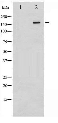 EGFR Antibody (phospho-Tyr1197)