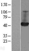 GDI1 Protein (Over-Expression Lysate Myc-DDK (Flag))