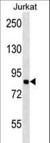 Polyclonal Rabbit anti-Human MCM7 Antibody (aa290-318, WB)
