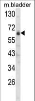 SIGLEC12 Antibody (aa565-595)