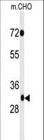 PHF13 Antibody (aa263-291)