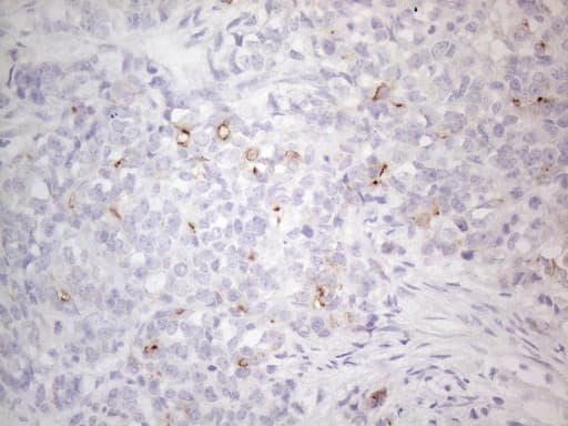 PODXL / Podocalyxin Antibody (aa32-461, clone OTI9C2)