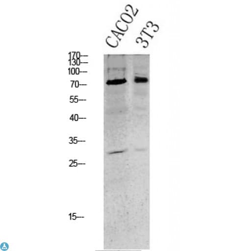 MAPT / Tau Antibody (Ser396)