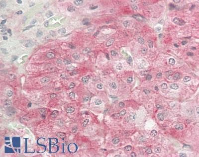 IHC-plus™ GNG8 Antibody (Internal)