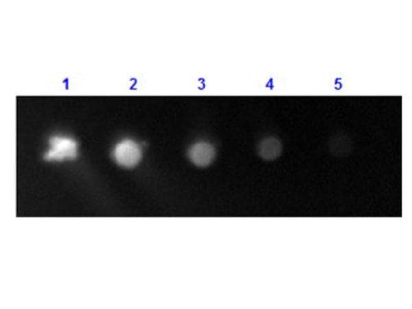 Polyclonal Rabbit Anti-Human IgG Fc Secondary Antibody (FITC, IF)