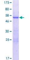 Human ZFAND5 Protein (Recombinant GST)