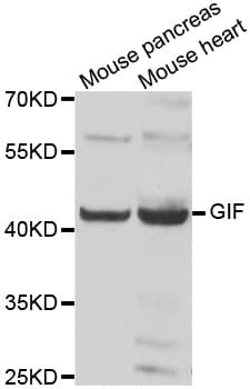 GIF / Intrinsic Factor Antibody