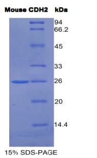Mouse CDH2 / N Cadherin Protein (Recombinant His)