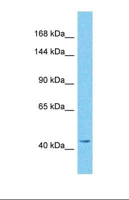 GREB1 Antibody (N-Terminus)