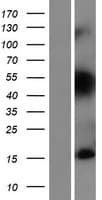TIAF1 Protein (Over-Expression Lysate Myc-DDK (Flag))