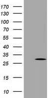 PYCRL Antibody (clone OTI3A8)