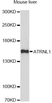 ATRNL1 Antibody