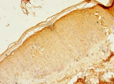 RAB37 Antibody