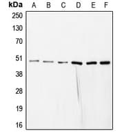 Polyclonal Rabbit anti-Human COPS3 / CSN3 Antibody (Internal, IHC, IF, WB)