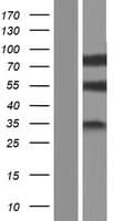 ADGRE5 / CD97 Protein (Over-Expression Lysate Myc-DDK (Flag))