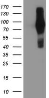 FGFR2 / FGF Receptor 2 Antibody (clone OTI3F8)