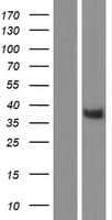 LFNG / Lunatic Fringe Protein (Over-Expression Lysate Myc-DDK (Flag))