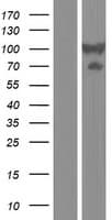DTNB / Dystrobrevin Beta Protein (Over-Expression Lysate Myc-DDK (Flag))