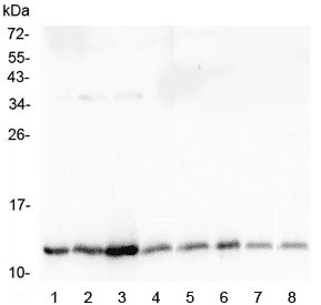 Polyclonal Rabbit anti-Mouse TXN / Thioredoxin / TRX Antibody (IHC, WB)