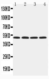 HYAL1 Antibody (aa434-450)