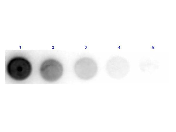 Polyclonal Sheep anti-Aspergillus niger gox / Glucose Oxidase Antibody (Lyophilized, WB)