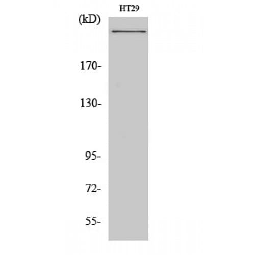 CREBBP / CREB Binding Protein Antibody (1480-1550 aa)