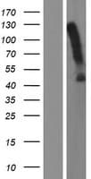 ACKR3 / CXCR7 Protein (Over-Expression Lysate Myc-DDK (Flag))