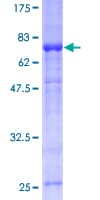 Human IRF1 / MAR Protein (Recombinant GST)