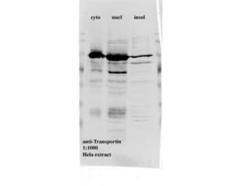 TNPO1 / Transportin 1 Antibody (clone D45)