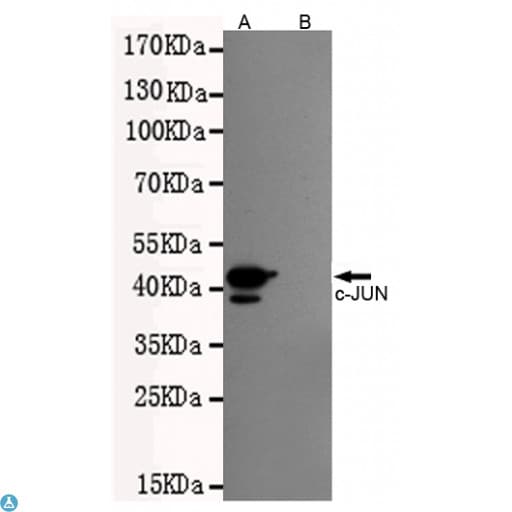 JUN / c-Jun Antibody