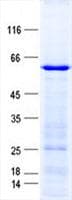 Human WNT4 Protein (Recombinant GST, N-terminus + His, C-terminus)