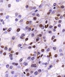 LAMTOR1 Antibody (aa50-250)