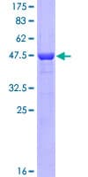 Human PCMT1 Protein (Recombinant GST)