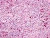 IHC-plus™ GPR171 Antibody (C-Terminus)