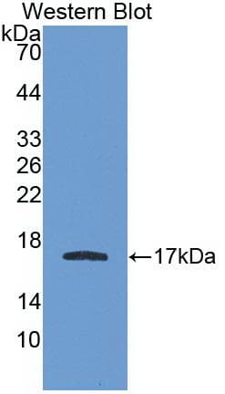 APOA1 / Apolipoprotein A 1 Antibody (clone C5)