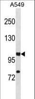 Polyclonal Rabbit anti-Human HIF1A / HIF1 Alpha Antibody (aa735-762, WB)