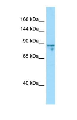 SHROOM1 Antibody (aa544-593)