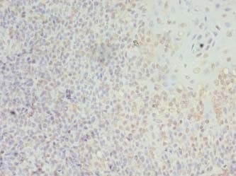 LILRA2 / CD85h / ILT1 Antibody