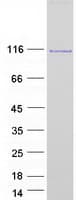 Human SATB1 Protein (Recombinant Myc-DDK (Flag))