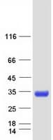 Human MBL2 / Mannose Binding Protein (Recombinant Myc-DDK (Flag))
