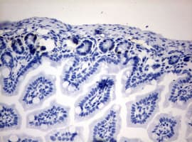 Monoclonal Mouse IdU / Iododeoxyuridine Antibody (clone 3B10, IHC, IF)