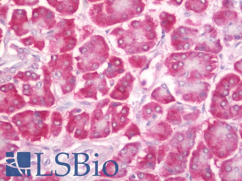IHC-plus™ GSPT Antibody (N-Terminus)