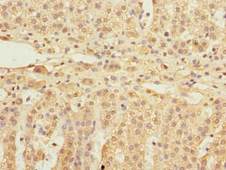 EIF3S5 / EIF3F Antibody