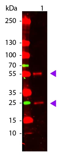 Goat Anti-Mouse IgG Secondary Antibody (Atto 655)