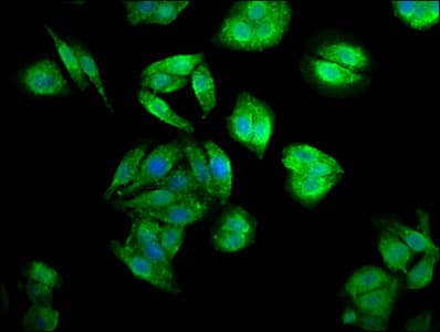 CENPJ / LAP Antibody