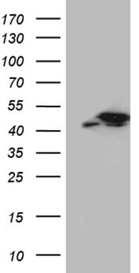 GLRX3 / Glutaredoxin 3 Antibody (clone OTI2F2)
